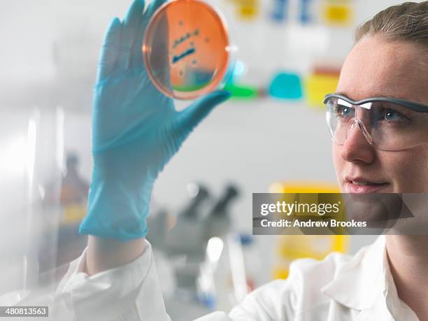 female scientist examining microbiological cultures in a petri dish - stem cell growth stock pictures, royalty-free photos & images
