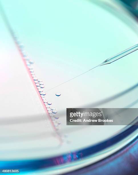 several embryonic stem cells during nuclear transfer process used in therapeutic cloning for tissue replacement - embrione foto e immagini stock