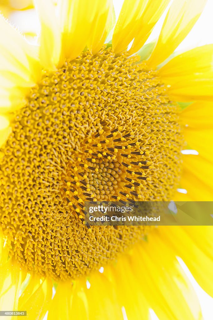 Sunflower close up