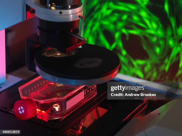 inverted microscope viewing stem cells in flask with display of a fluorescent labeled cells - microfotografia immunofluorescente foto e immagini stock