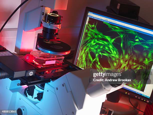Light Microscopy Inverted 64 Inverted Microscope Stock Photos, High-Res Pictures, and Images ...