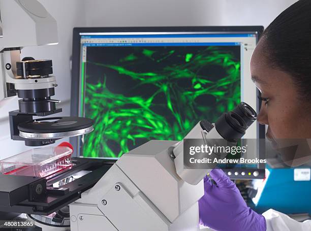 female researcher using inverted microscope to view stem cells displayed showing fluorescent labeled cells - microphotographie immunofluorescente photos et images de collection