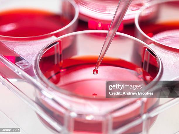 pipette adding sample to stem cell cultures growing in pots, used to implant stem cells to repair damaged tissues - stem cell stock pictures, royalty-free photos & images