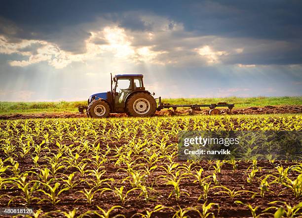 tractor working on the field in sunlight - tractor stockfoto's en -beelden