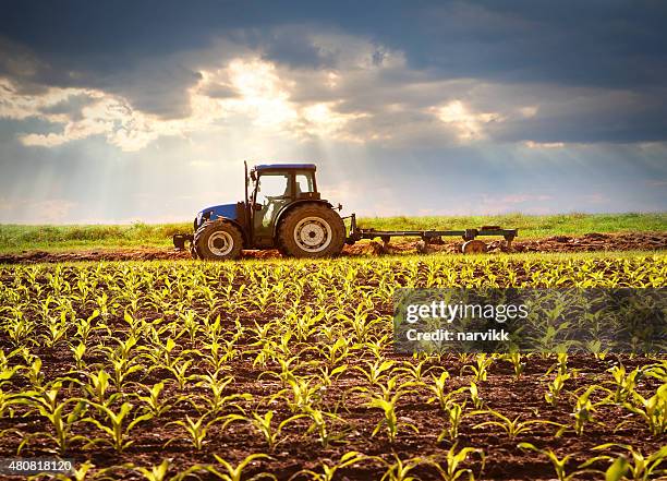 tractor working on the field in sunlight - tractors stock pictures, royalty-free photos & images