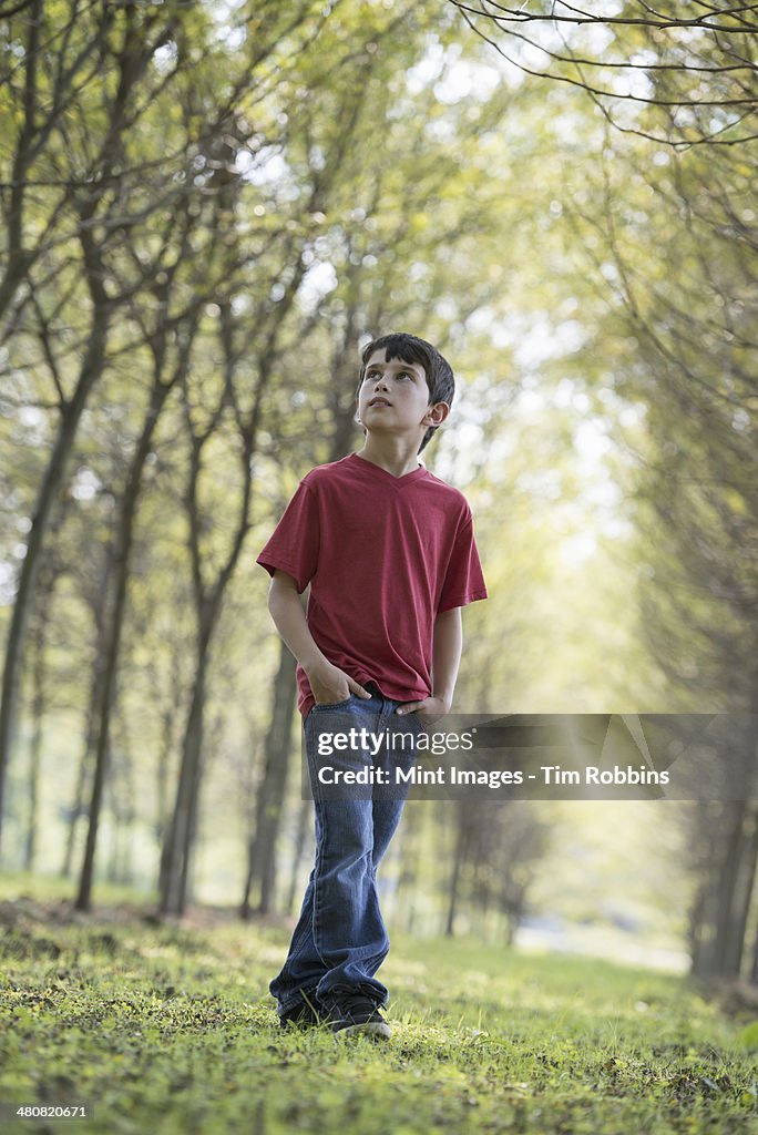 A young boy in the woodland, looking around curiously.