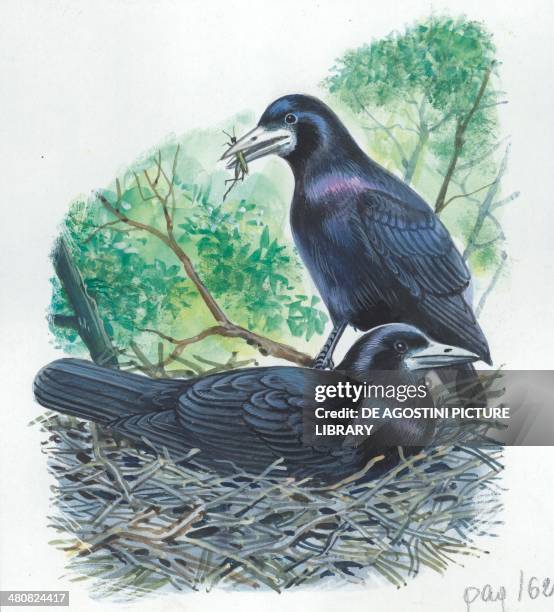 Couple of Rooks , male brings food to the female while she is incubating the eggs, illustration.
