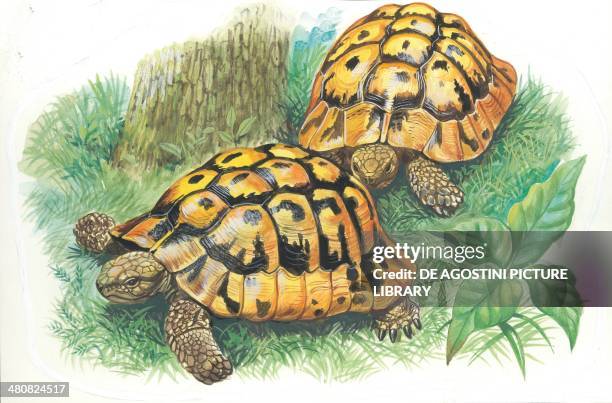 Herrman Turtle Hermanns Tortoise Photos and Premium High Res Pictures - Getty Images