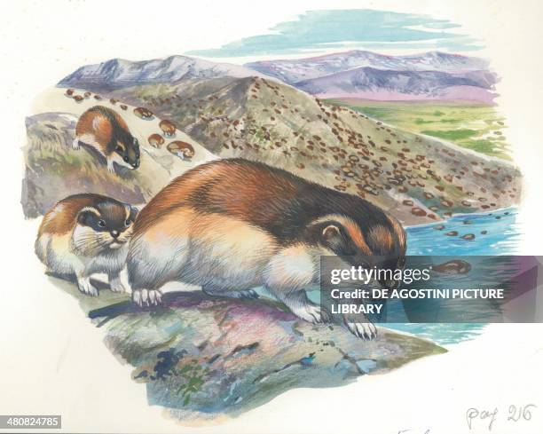 Lemmings' mass migration, illustration.