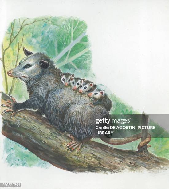 Virginia Opossum carrying young on its back, illustration.