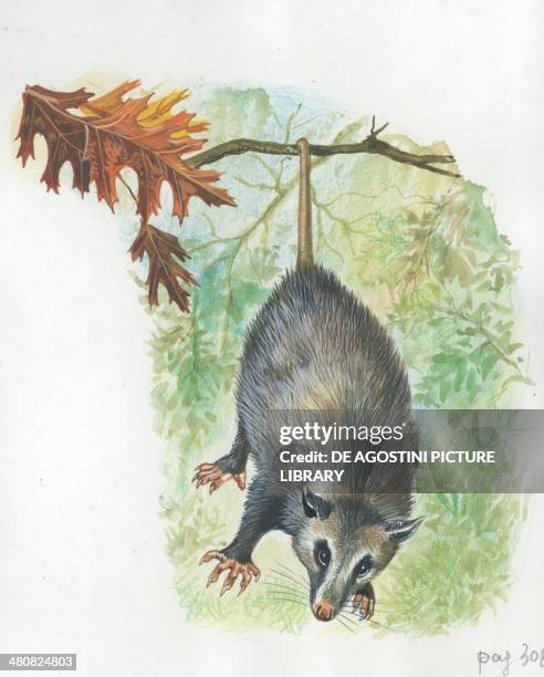 Virginia Opossum , illustration.