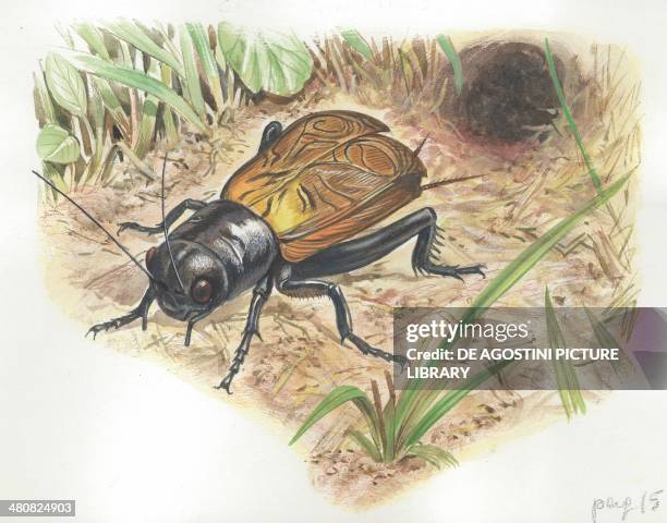 Field cricket , illustration.