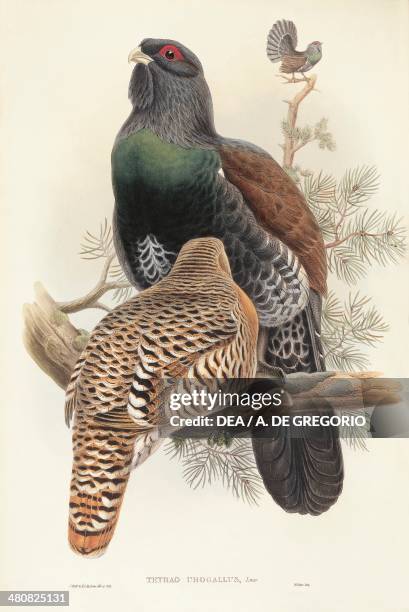 John Gould , The Birds of Great Britain, 1862-1873. Capercaillie . Colored engraving.