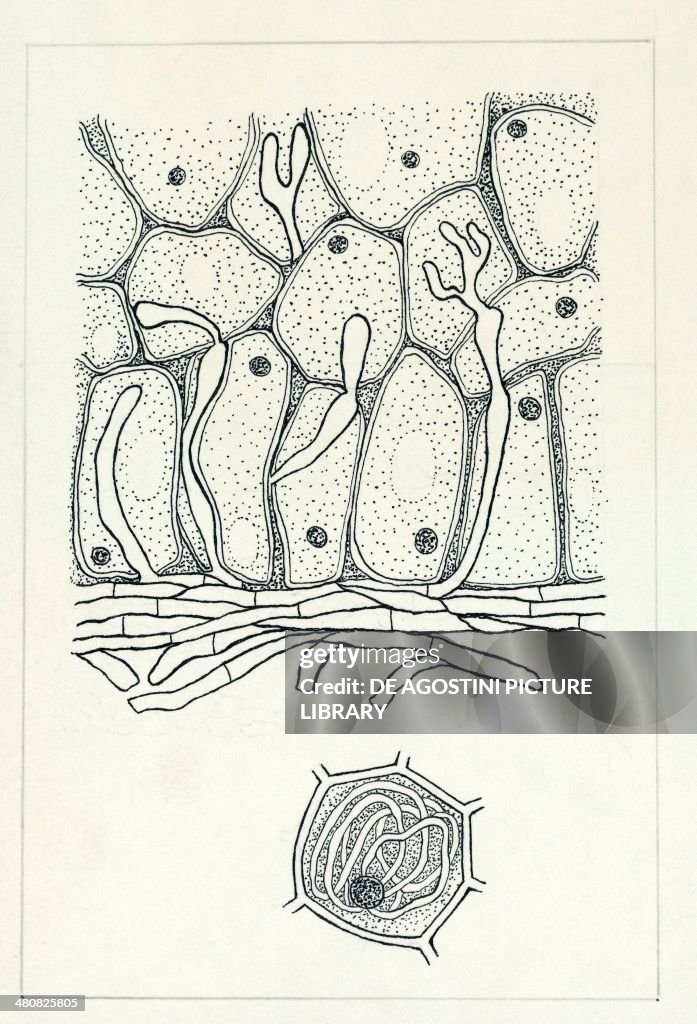 Hypha Botany Botany - Fungi - Mycorrhizal fungus, hypha in cell, illustration. News ...
