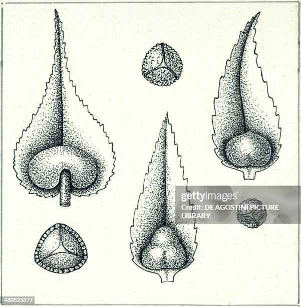 Botany - Pteridophytes - Lycopods - Leaves and spores of the species of Lycopodium clavatum and Selaginella. Illustration.