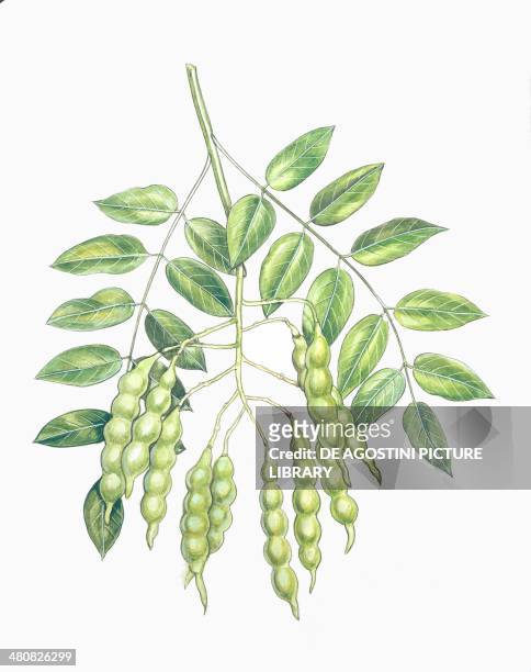 Botany - Fabaceae - Leaves and fruits of Pagoda Tree , illustration