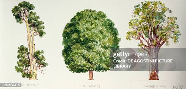 Botany - Trees - Pahautea , Mangeao and Kauri , illustration