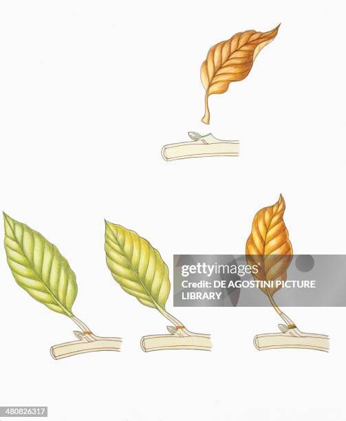 Fall Leave Cycle 8,541 A Tree With Branches Falling Leaves Stock Photos, High-Res ...