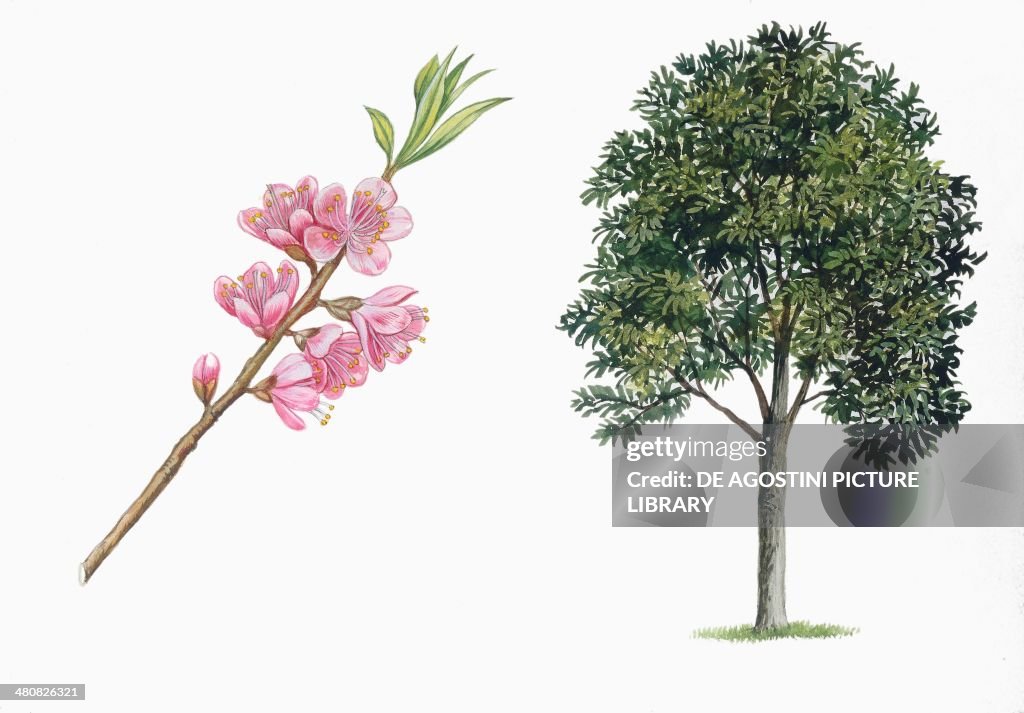 Botany - Trees - Rosaceae - Peach (Prunus persica) and branch with flowers, illustration...