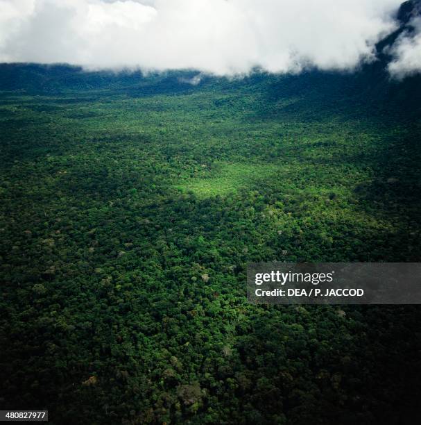 Amazonas Venezuela Photos And Premium High Res Pictures Getty Images amazonas-venezuela-photos-and-premium-high-res-pictures-getty-images