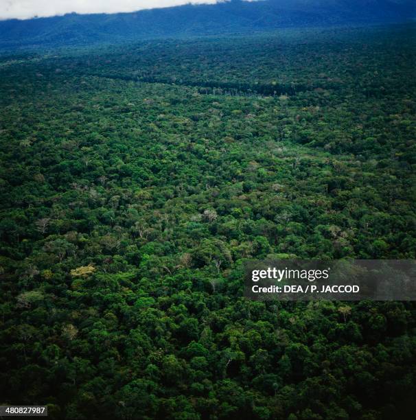 Venezuela Amazonas State Photos And Premium High Res Pictures Getty venezuela-amazonas-state-photos-and-premium-high-res-pictures-getty