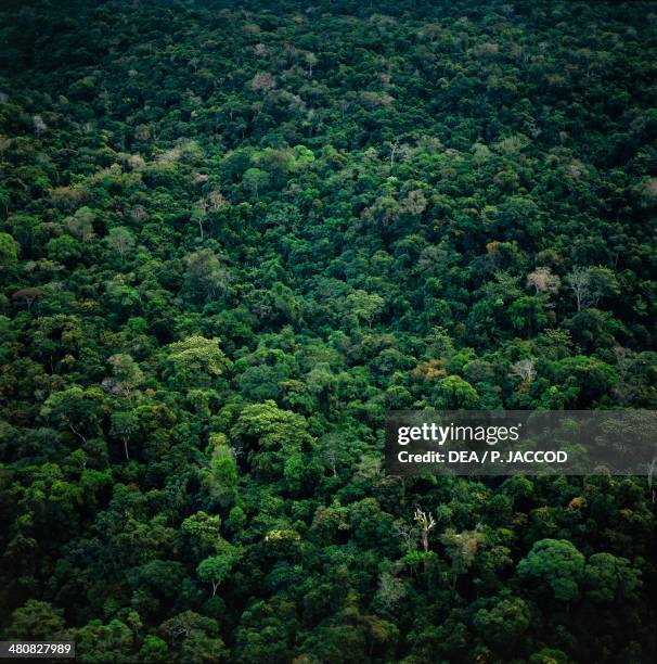 Amazonas Venezuela Photos And Premium High Res Pictures Getty Images amazonas-venezuela-photos-and-premium-high-res-pictures-getty-images