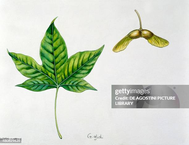 Botany - Leaves and fruits of Neapolitan Maple , illustration