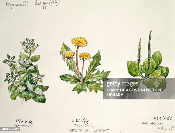 Botany - Common chickweed , Dandelion , Common plantain , illustration.