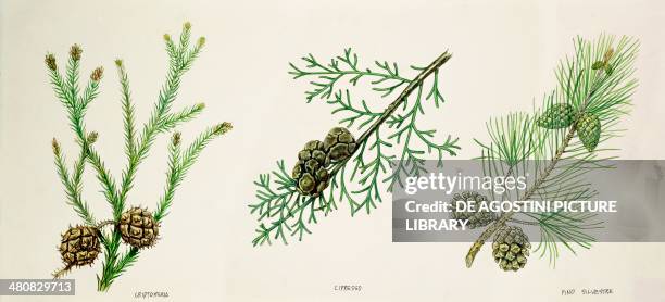 Botany - Leaves and cones of Japanese Cedar , Mediterranean Cypress and Scots Pine , illustration