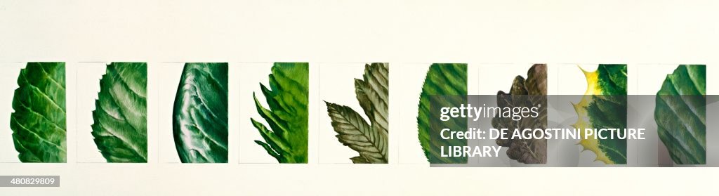 Undulate Lead crenate, dentate, entire, doubly serrate, lobate, serrate, sinuate ...