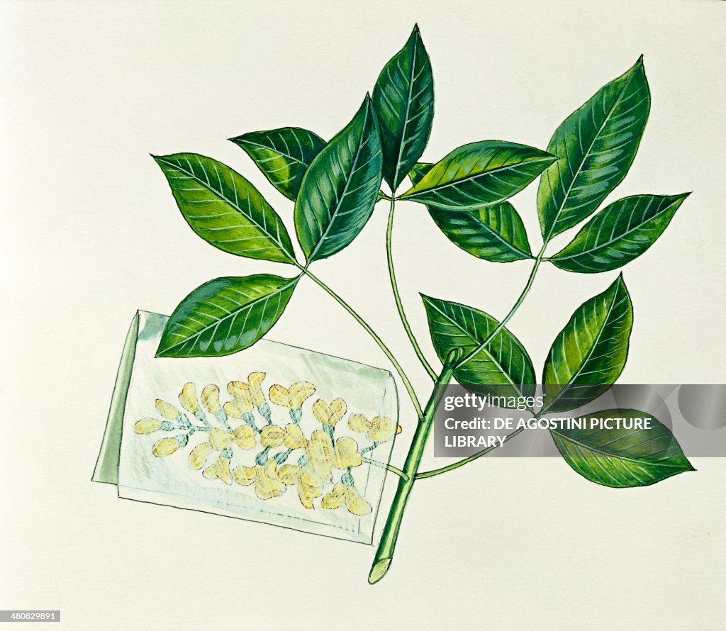 Botany Fabaceae Trifoliate Leaves And Flowers Of Common Laburnum botany-fabaceae-trifoliate-leaves-and-flowers-of-common-laburnum