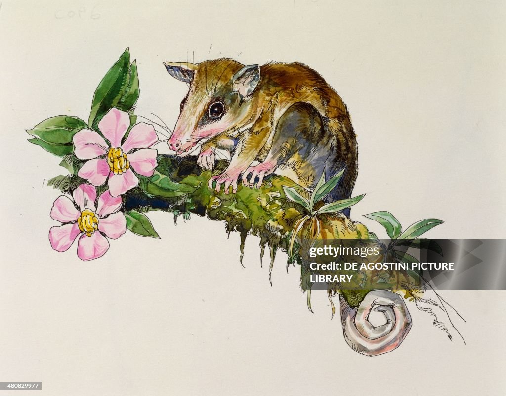 Zoology - Marsupials - Murine Mouse Opossum (Marmosa murina), illustration.
