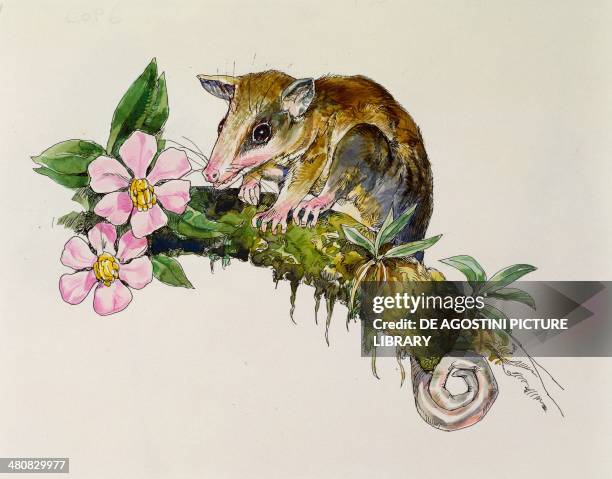 Zoology - Marsupials - Murine Mouse Opossum , illustration.