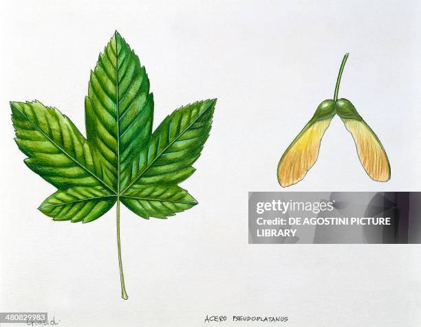 Botany - Leaves and fruits of Sycamore Maple , illustration