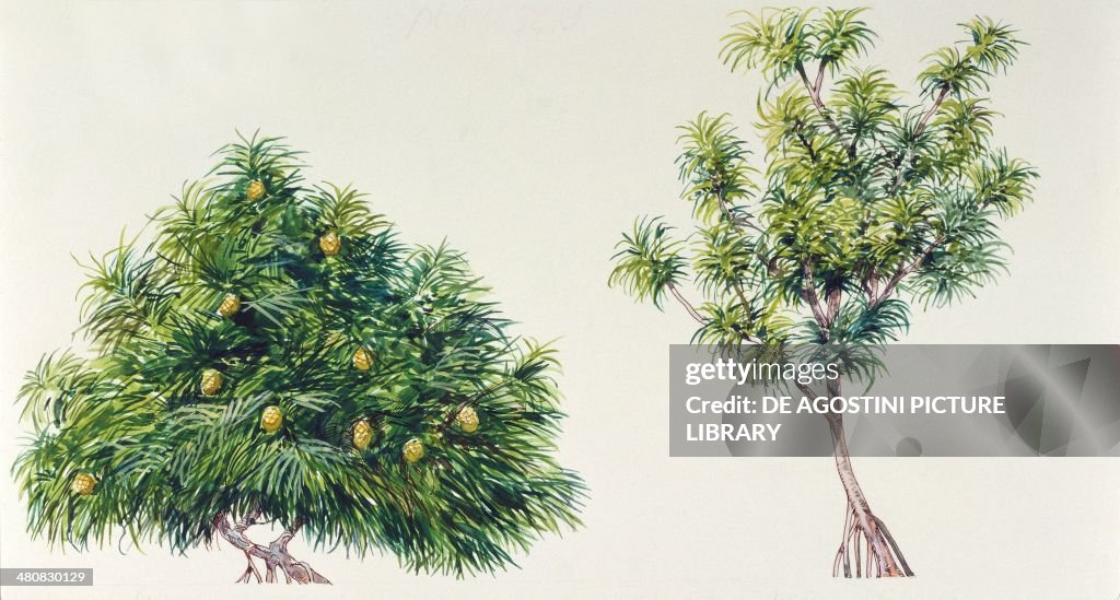 Botany - Trees - Pandanaceae - Screw Pine (Pandanus odoratissimus) and Hala tree (Pandanus tectorius), illustration...