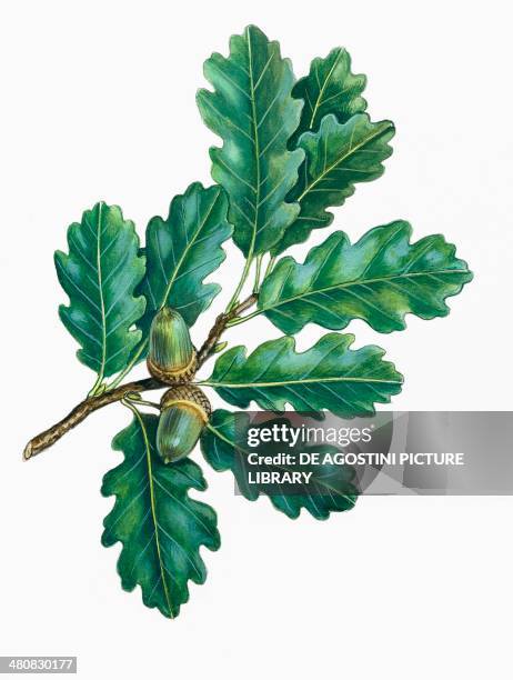 Botany - Trees - Fagaceae - Leaves and fruits of Downy oak , illustration.
