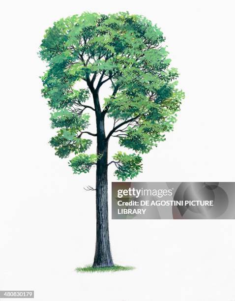 Botany - Trees - Fagaceae - Downy oak , illustration.