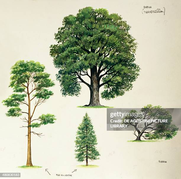 Botany - Trees - Comparison between young and old specimens of Downy oak and Scots Pine . Illustration.