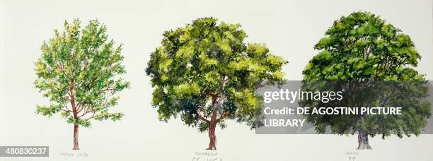 Botany - Trees - European Hop-hornbeam , Downy Oak , Turkey Oak , illustration