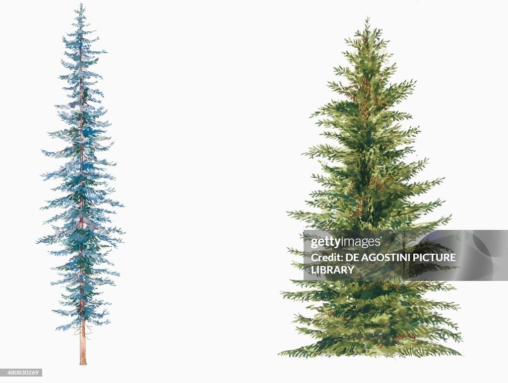 Botany - Trees - Pinaceae - White Spruce (Picea glauca) and Black Spruce (Picea mariana), illustration...