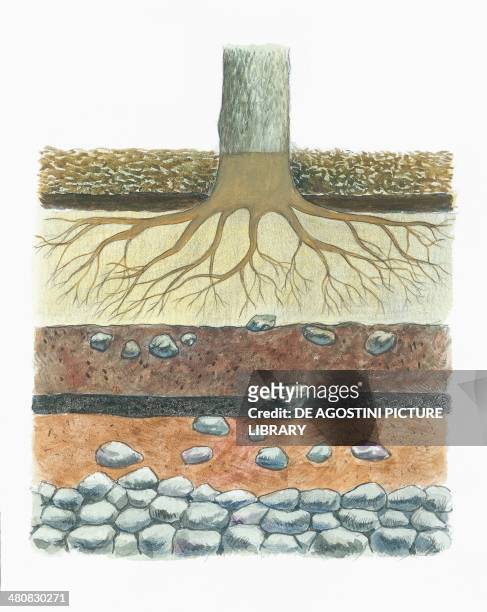 Botany - Tree roots in podzol soil, typical of conifer forests. Illustration, cross section.