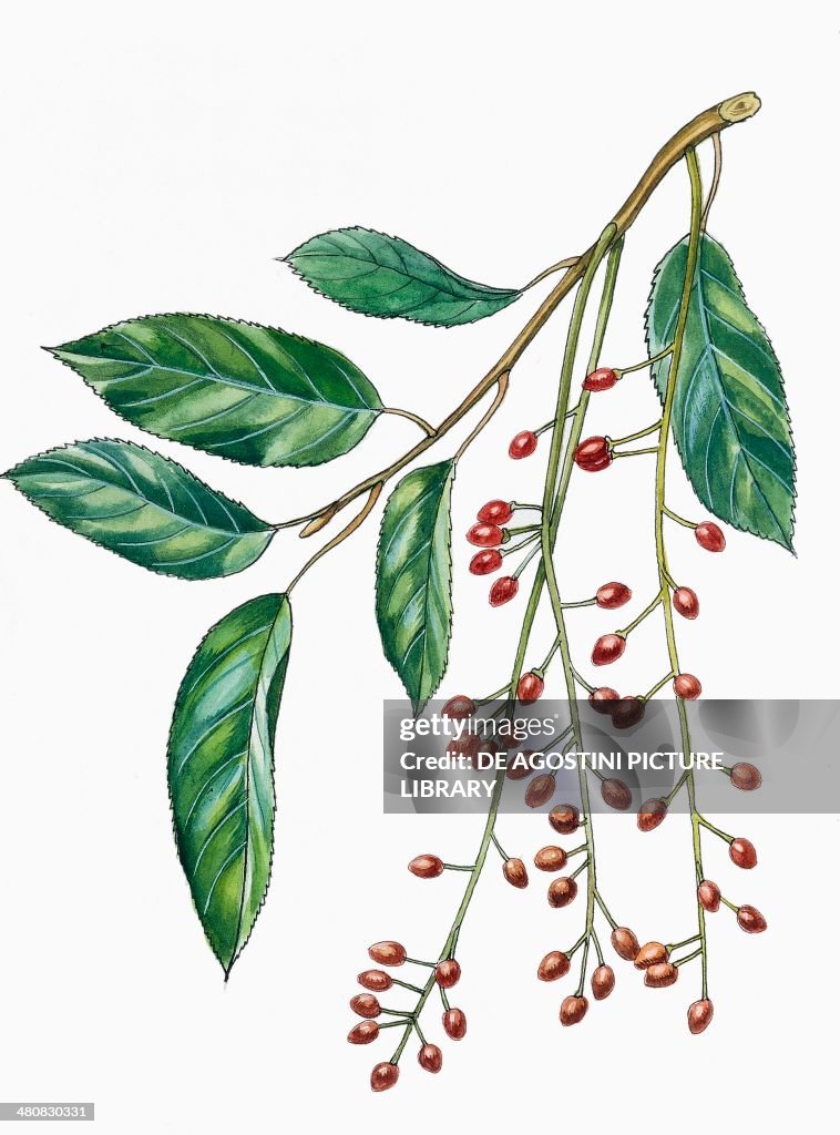 Botany - Trees - Rosaceae - Leaves and fruits of Portugal laurel (Prunus lusitanica), illustration.
