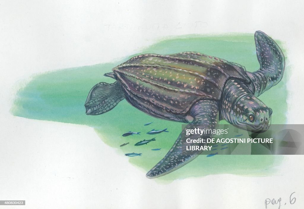 Leatherback sea turtle (Dermochelys coriacea), illustration.