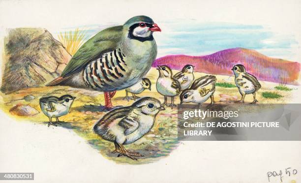 Rock Partridge with chicks, illustration.