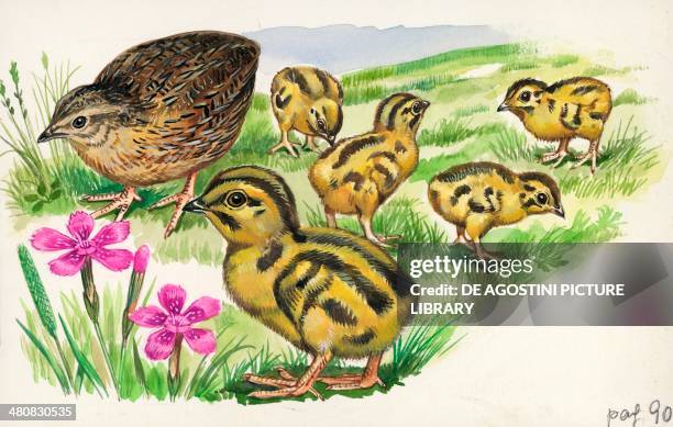 Common Quail with chicks, illustration.