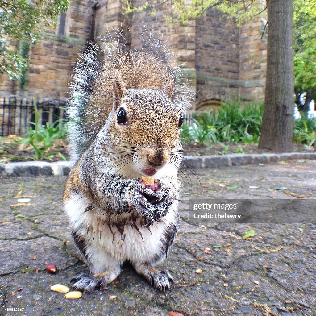South Africa, Cape Town, Squirrel portrait