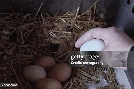 USA, Wyoming, Woman retrieving eggs USA, Wyoming, Woman retrieving eggs