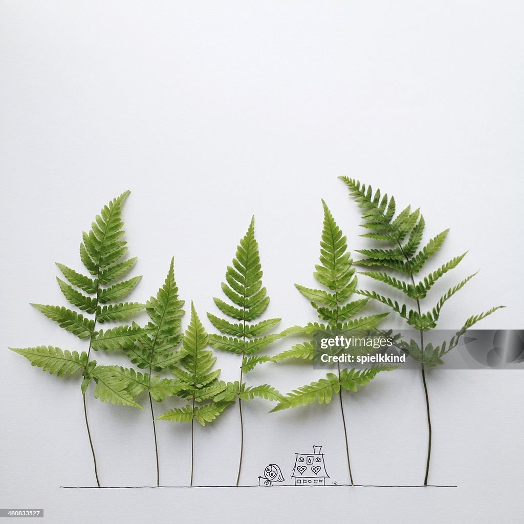 Fotografia de estúdio de ferns