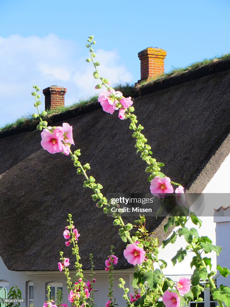 Hollyhock flowers in front of a traditional thatched summerhouse, Denmark
