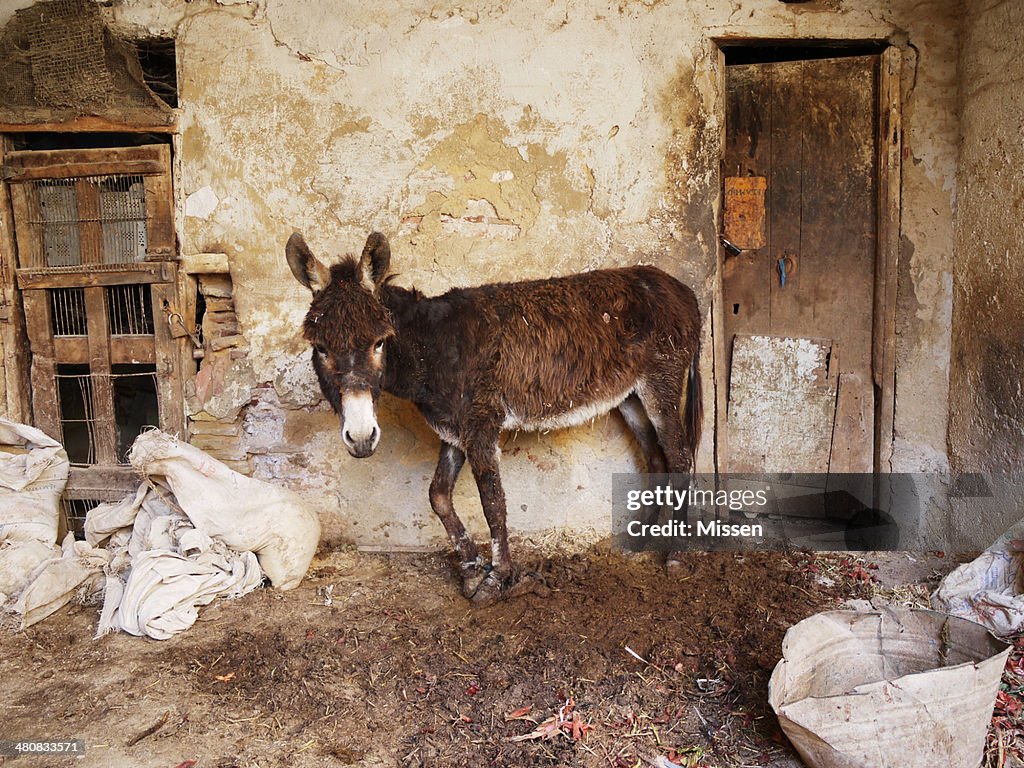 Portrait of a donkey, Morocco